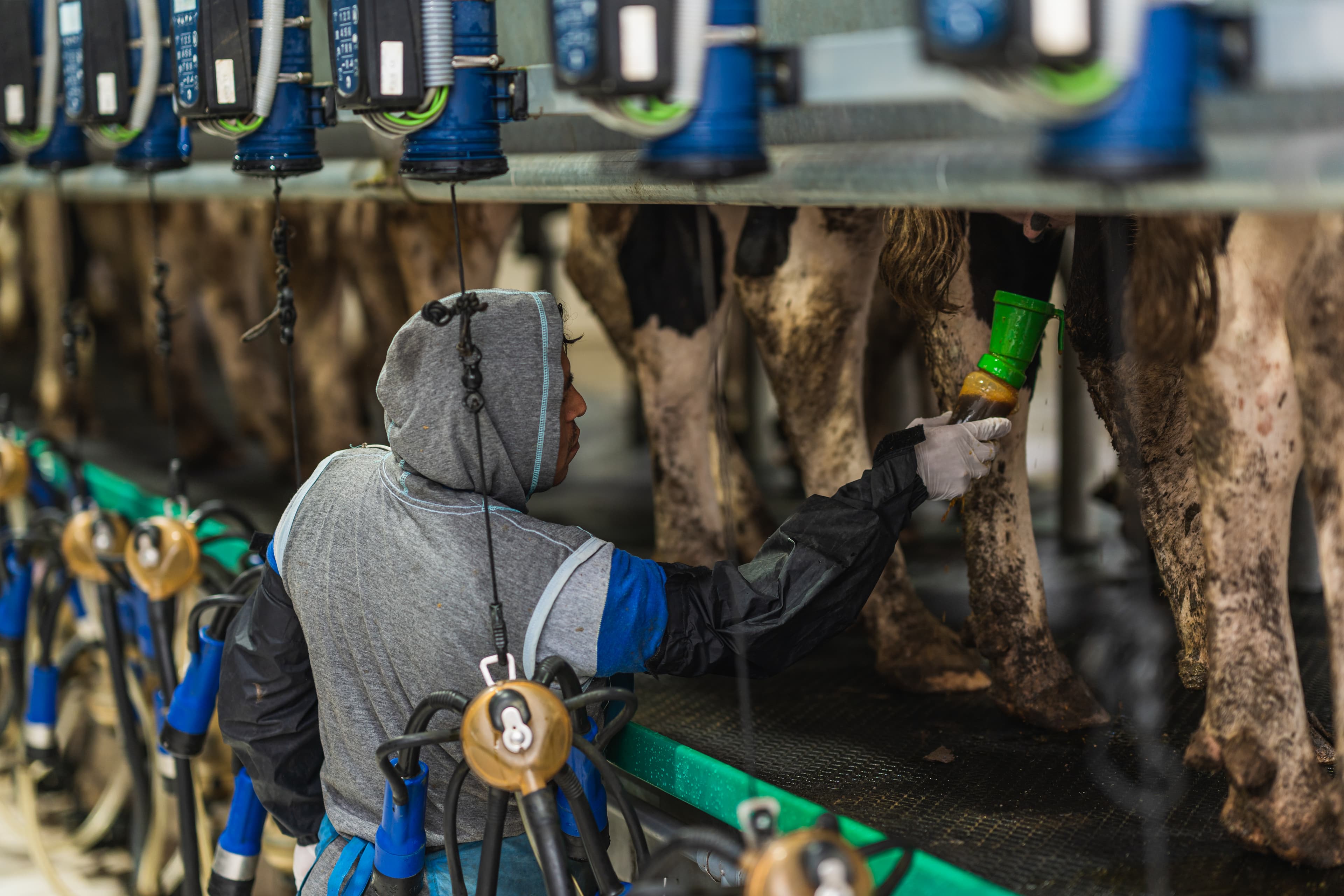 Dairy & Animal Agriculture