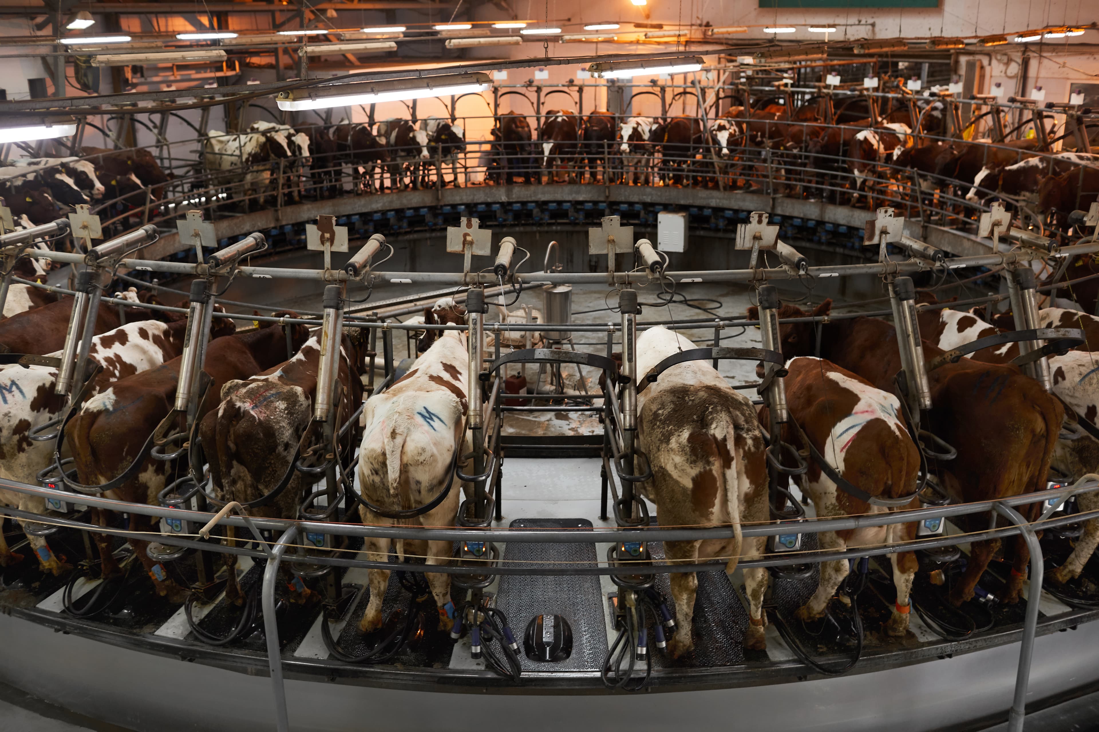 Dairy Collection