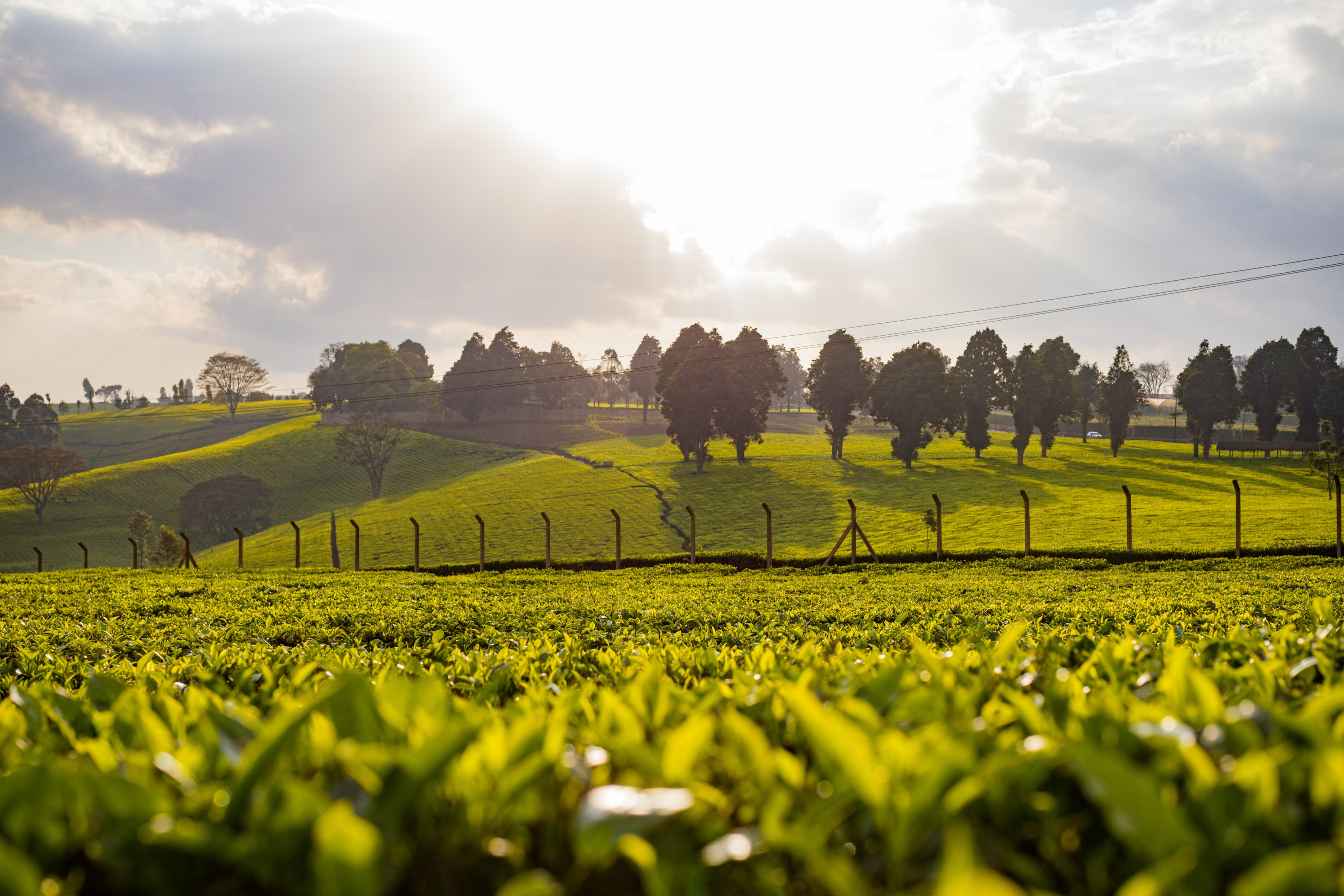 Tea Plantations